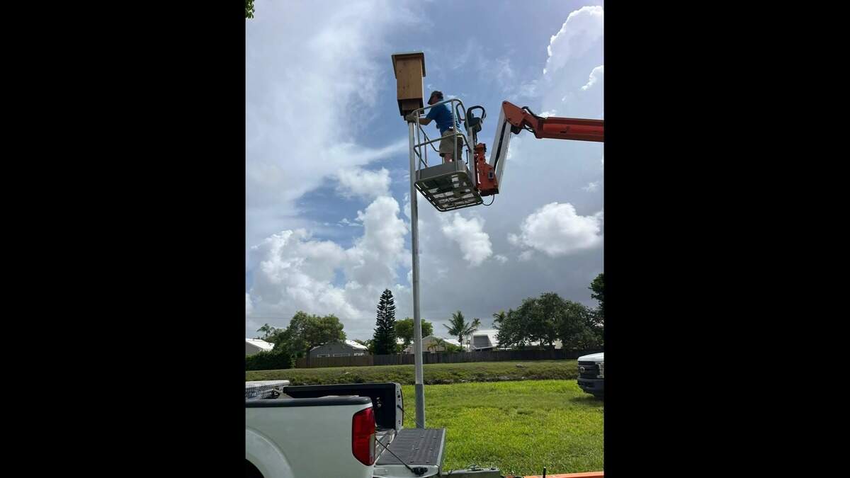 Frank Ridgley, a Zoo Miami veterinarian and its wildlife conservation director, installs a bonneted-bat house.